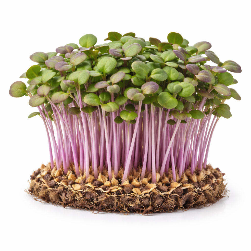Red Cabbage Microgreens